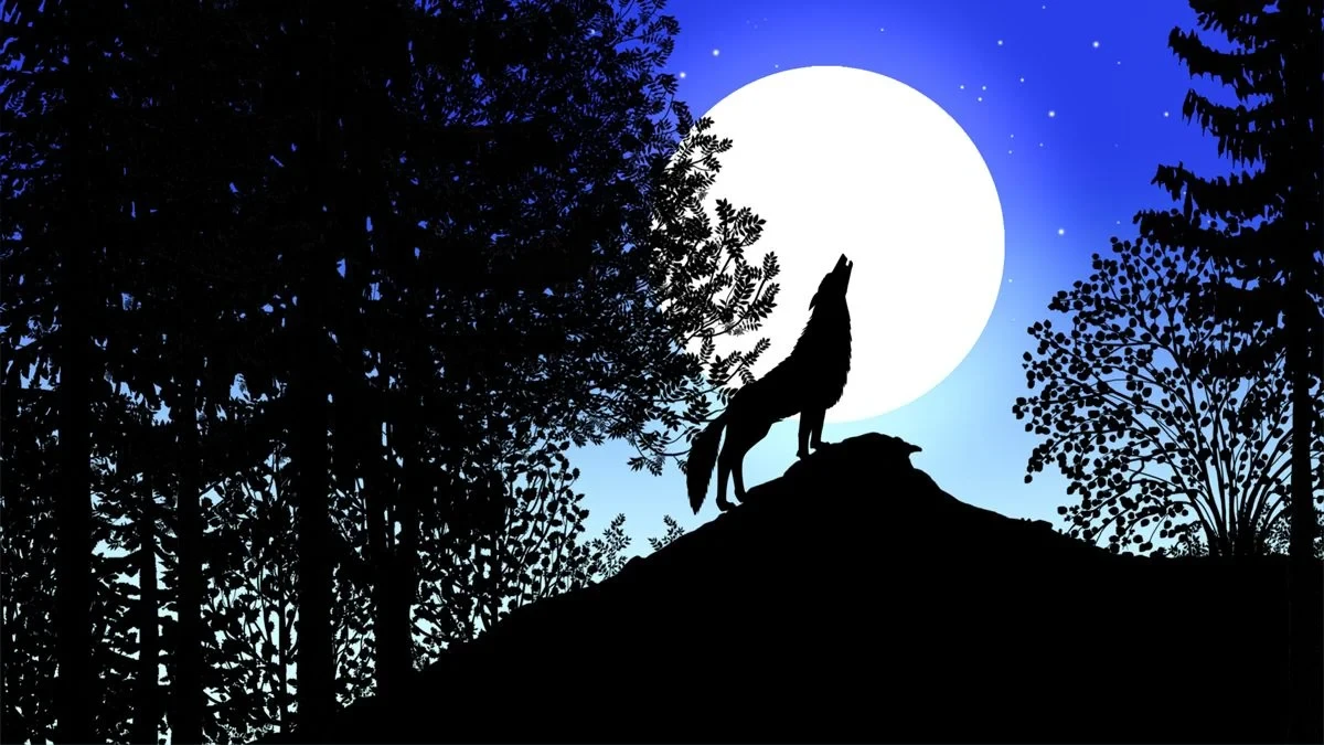 Ciné Kids - Les Contes de la nuit